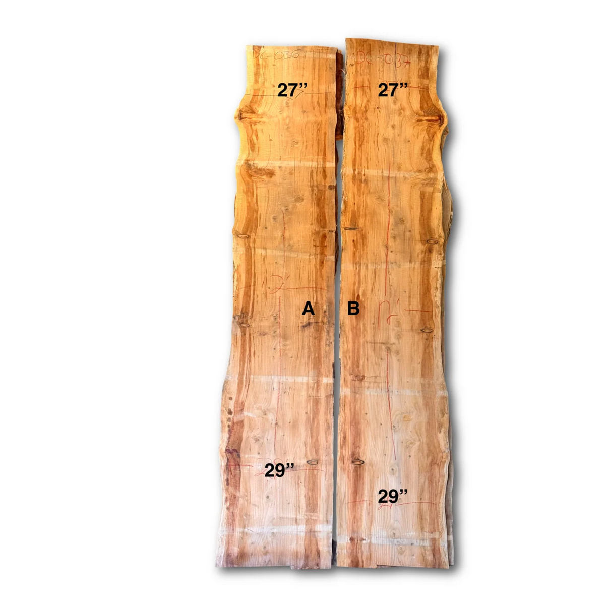 Deodar Cedar