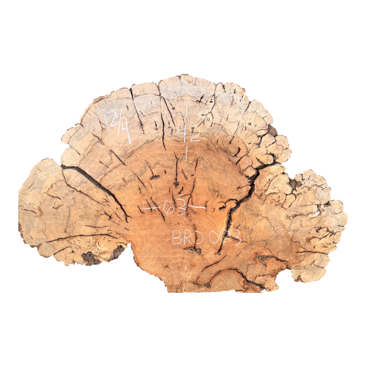 Red Oak Burl