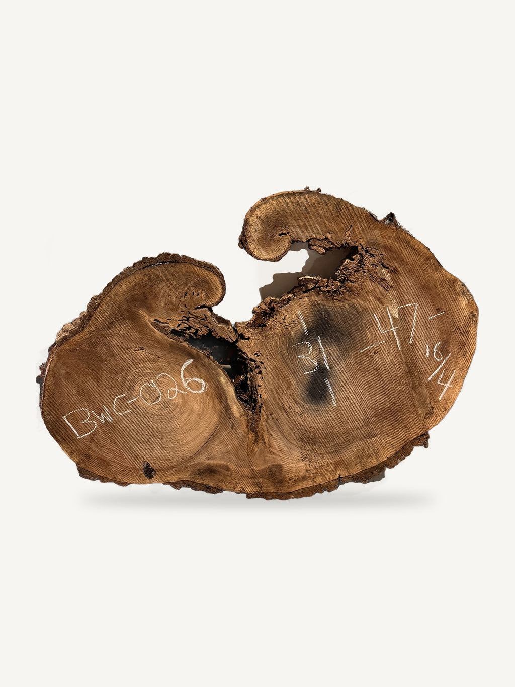 Black Walnut Cookie BWC-026, back face with chalked dimensions