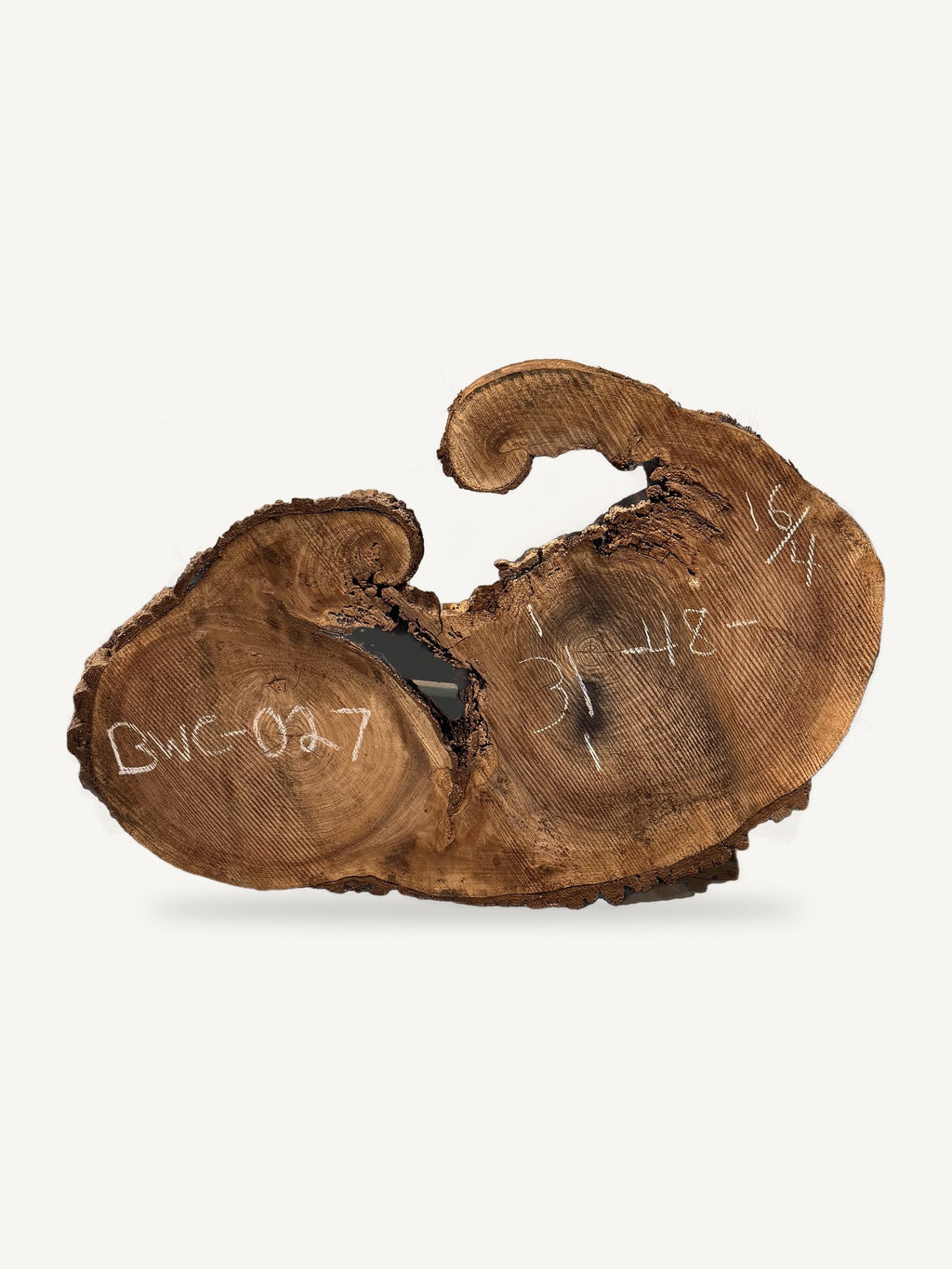 Black Walnut Cookie BWC-027, back face with chalked dimensions
