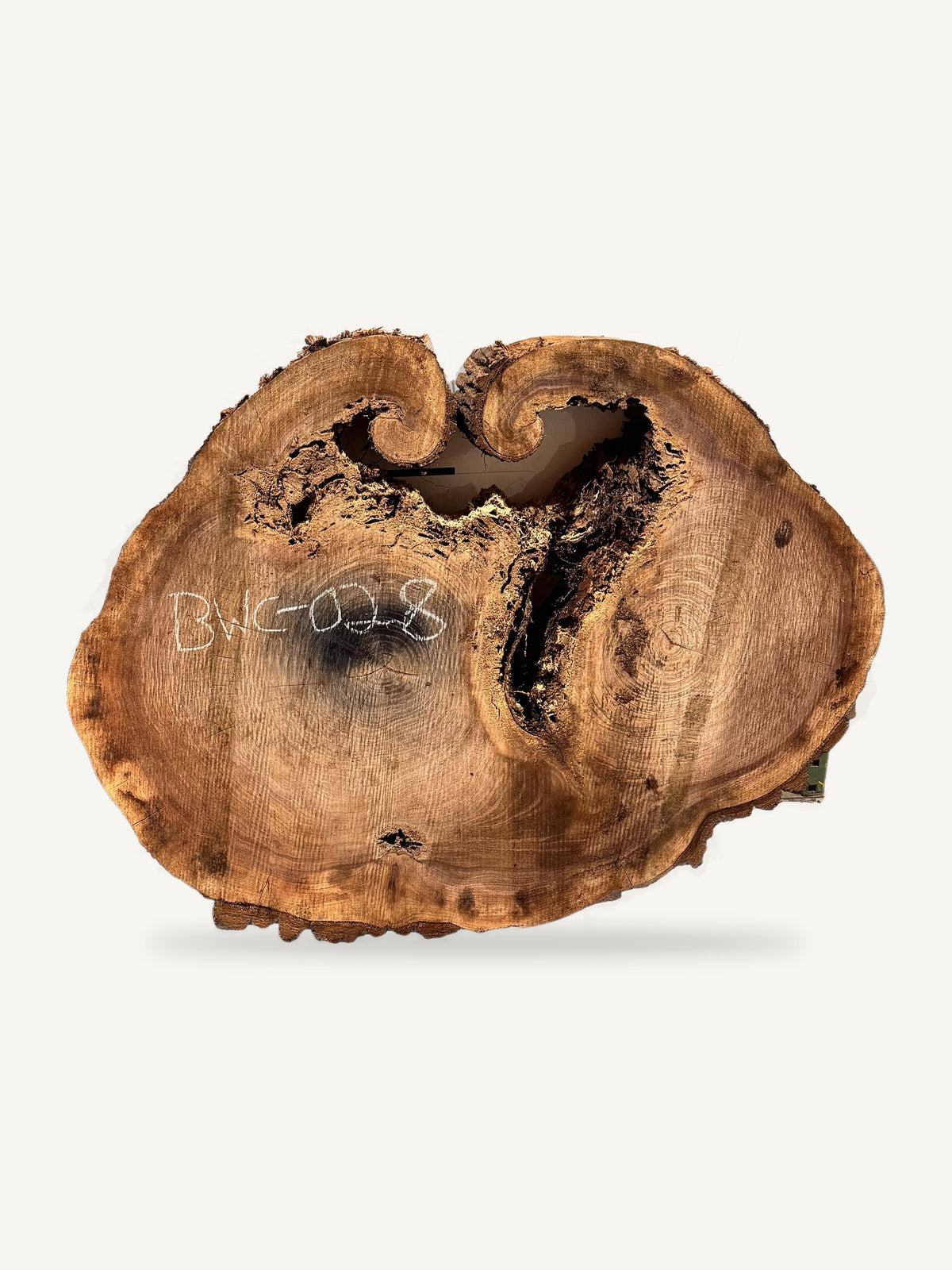 Black Walnut Cookie BWC-028, front face
