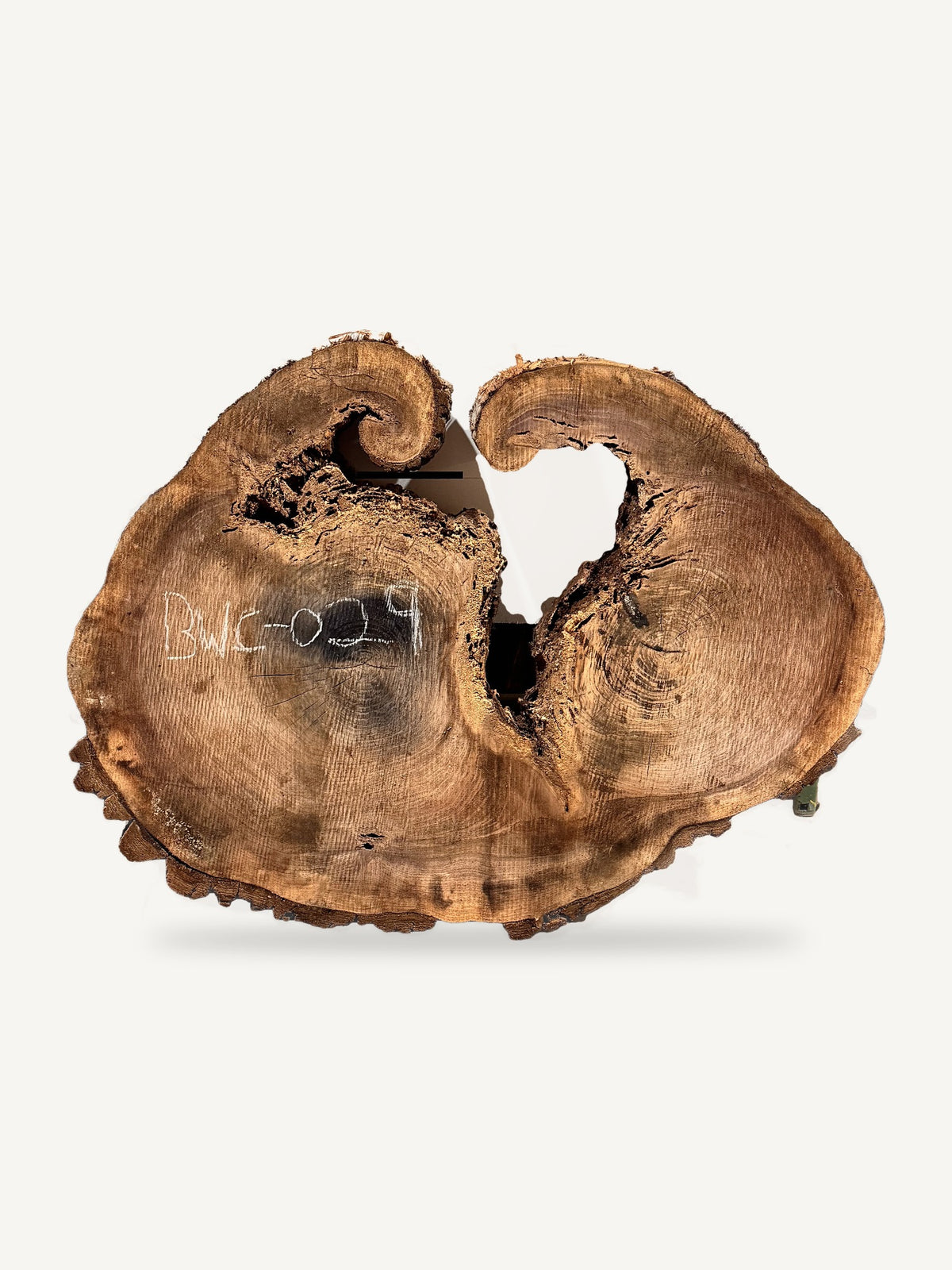 Black Walnut Cookie BWC-029, front face