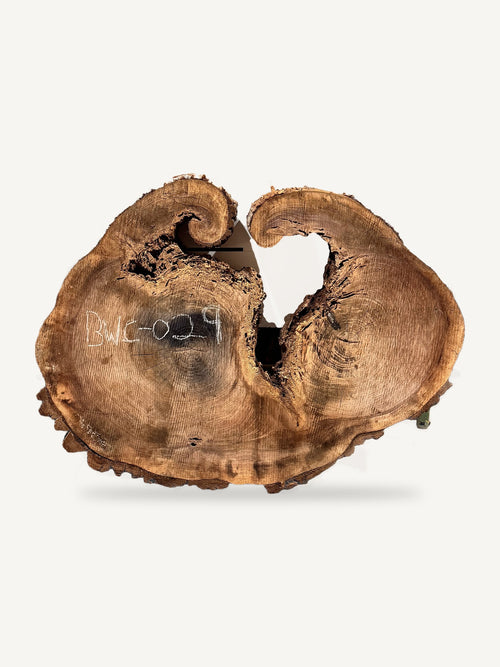 Black Walnut Cookie BWC-029, front face