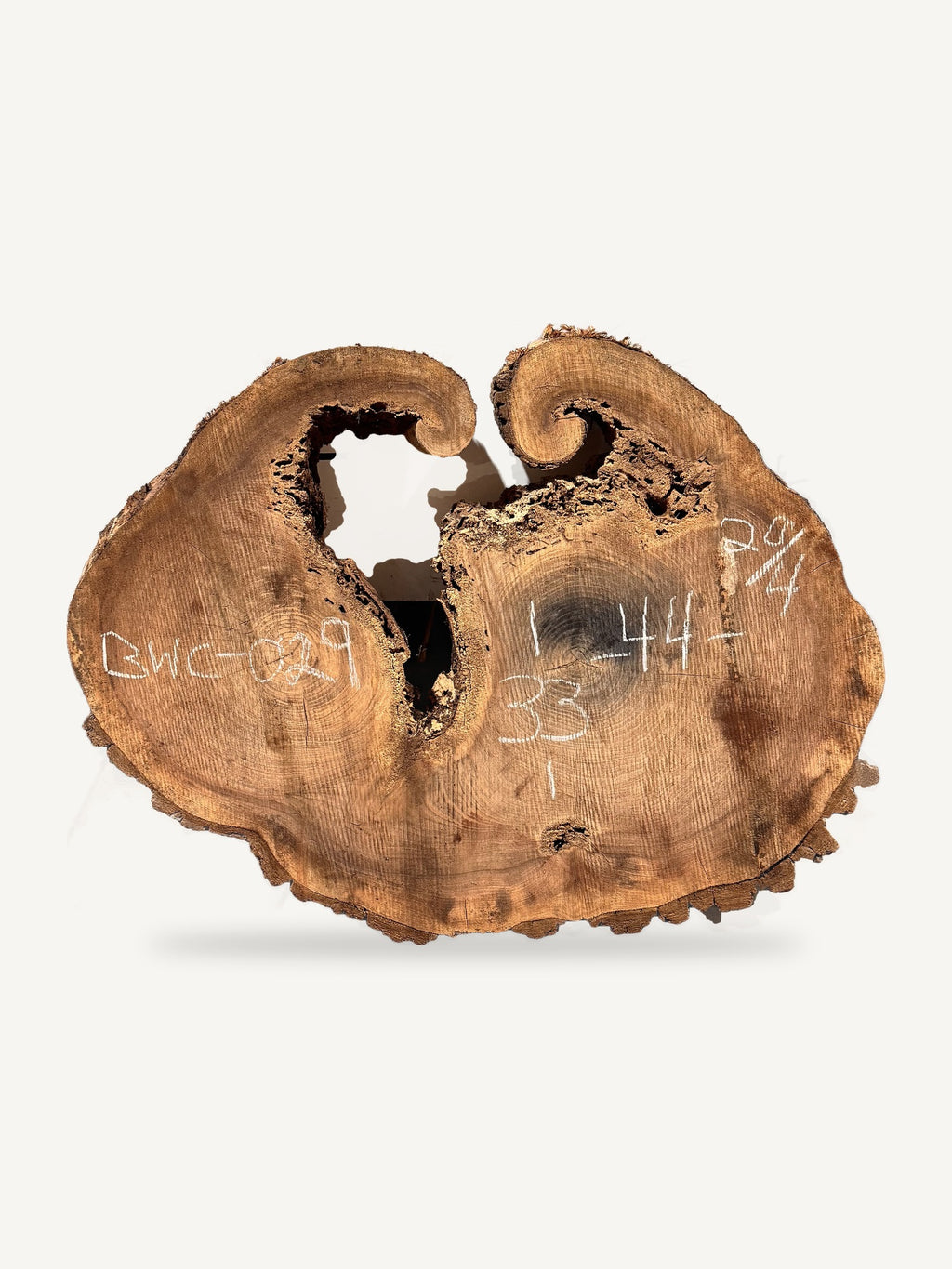 Black Walnut Cookie BWC-029, back face with chalked dimensions