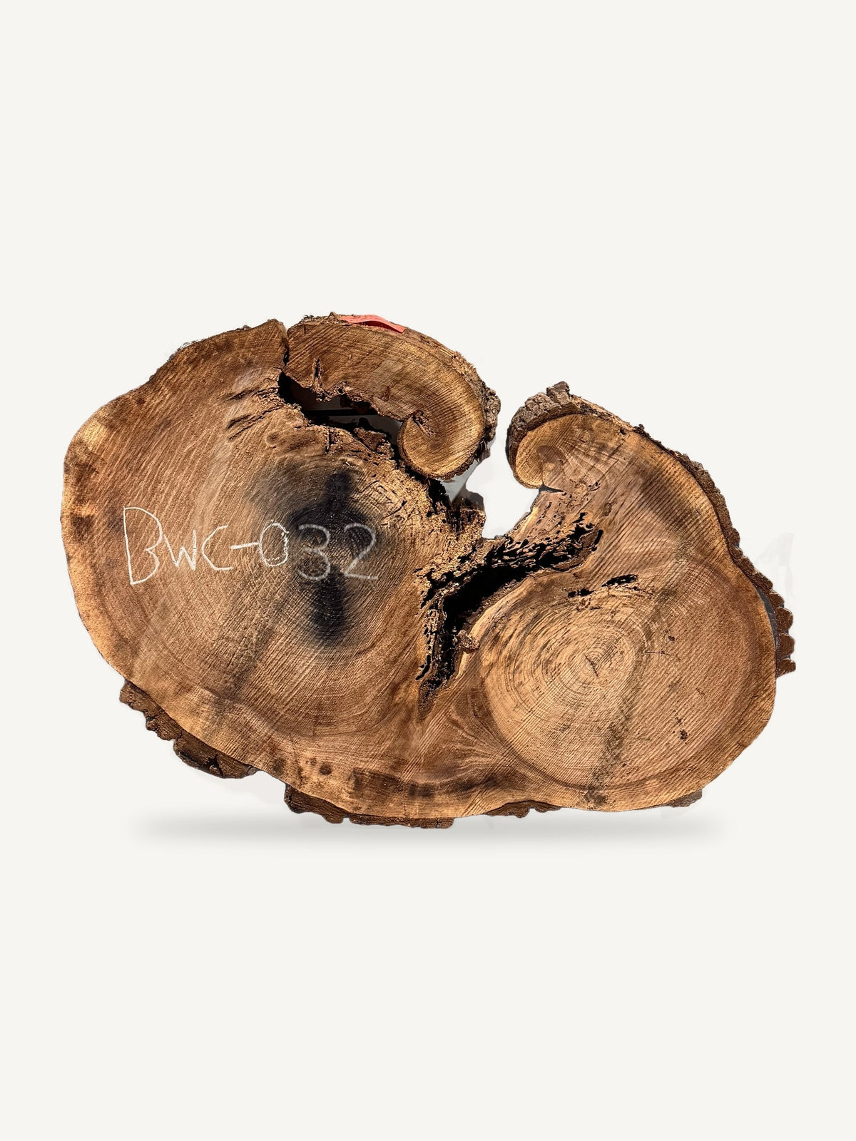 Black Walnut Cookie BWC-032, front face