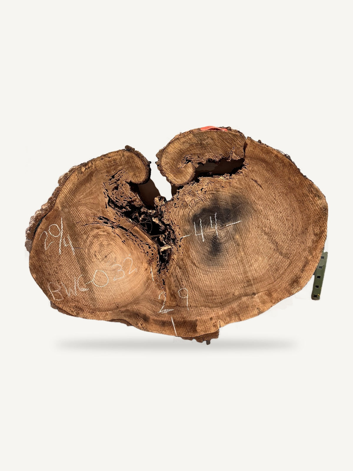 Black Walnut Cookie BWC-032, back face with chalked dimensions