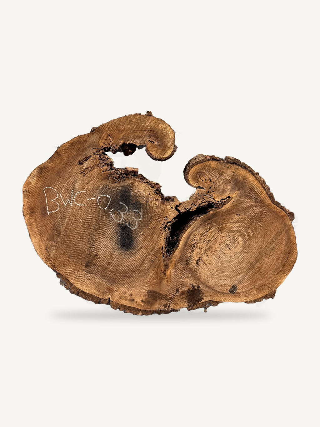 Black Walnut Cookie BWC-033, front face
