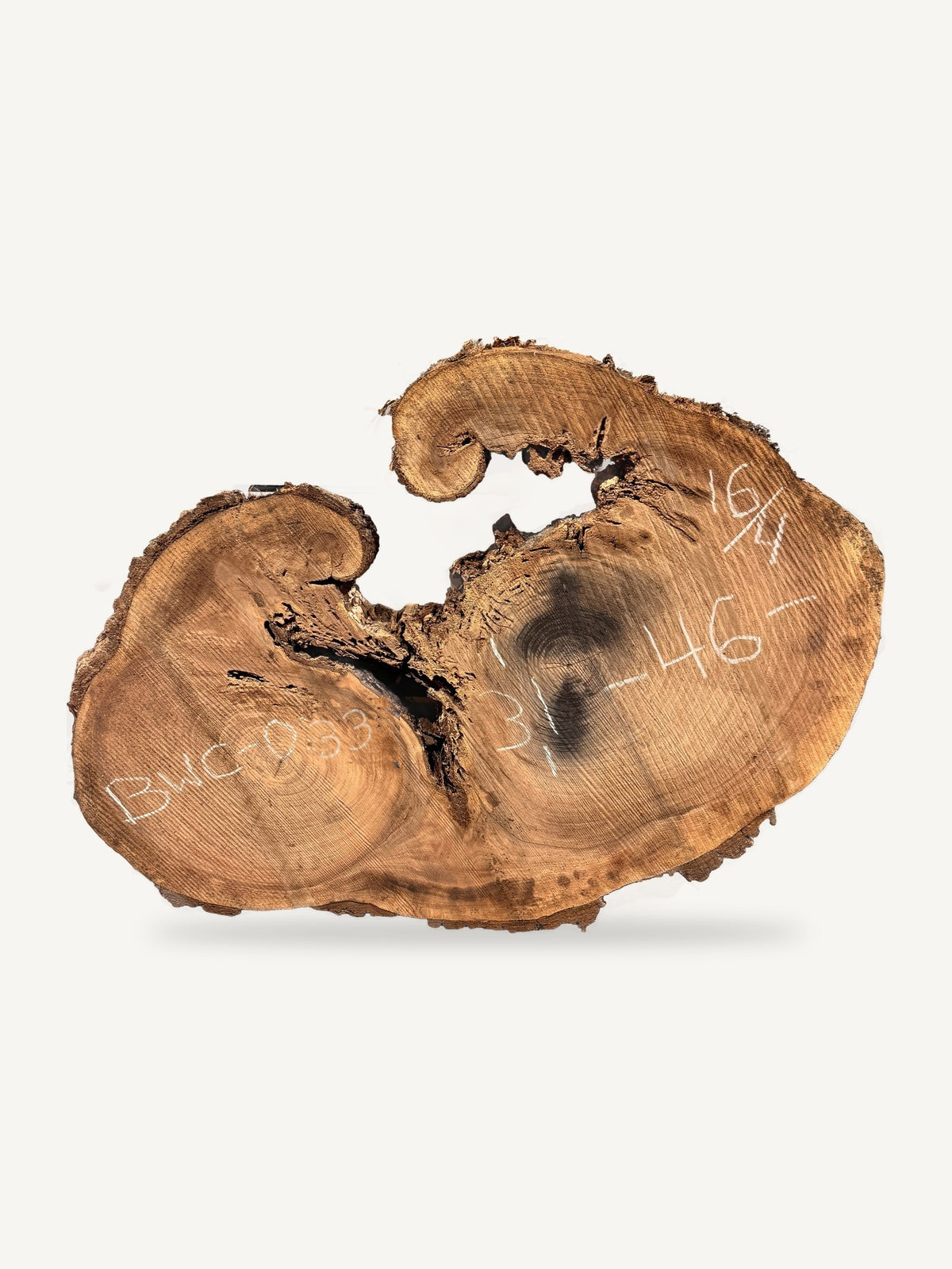 Black Walnut Cookie BWC-033, back face with chalked dimensions