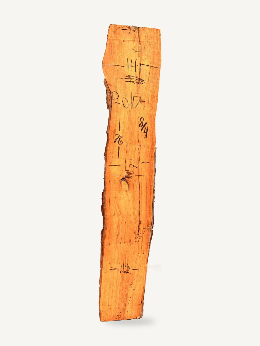 Pecan live edge slab P017, back face with chalked dimensions