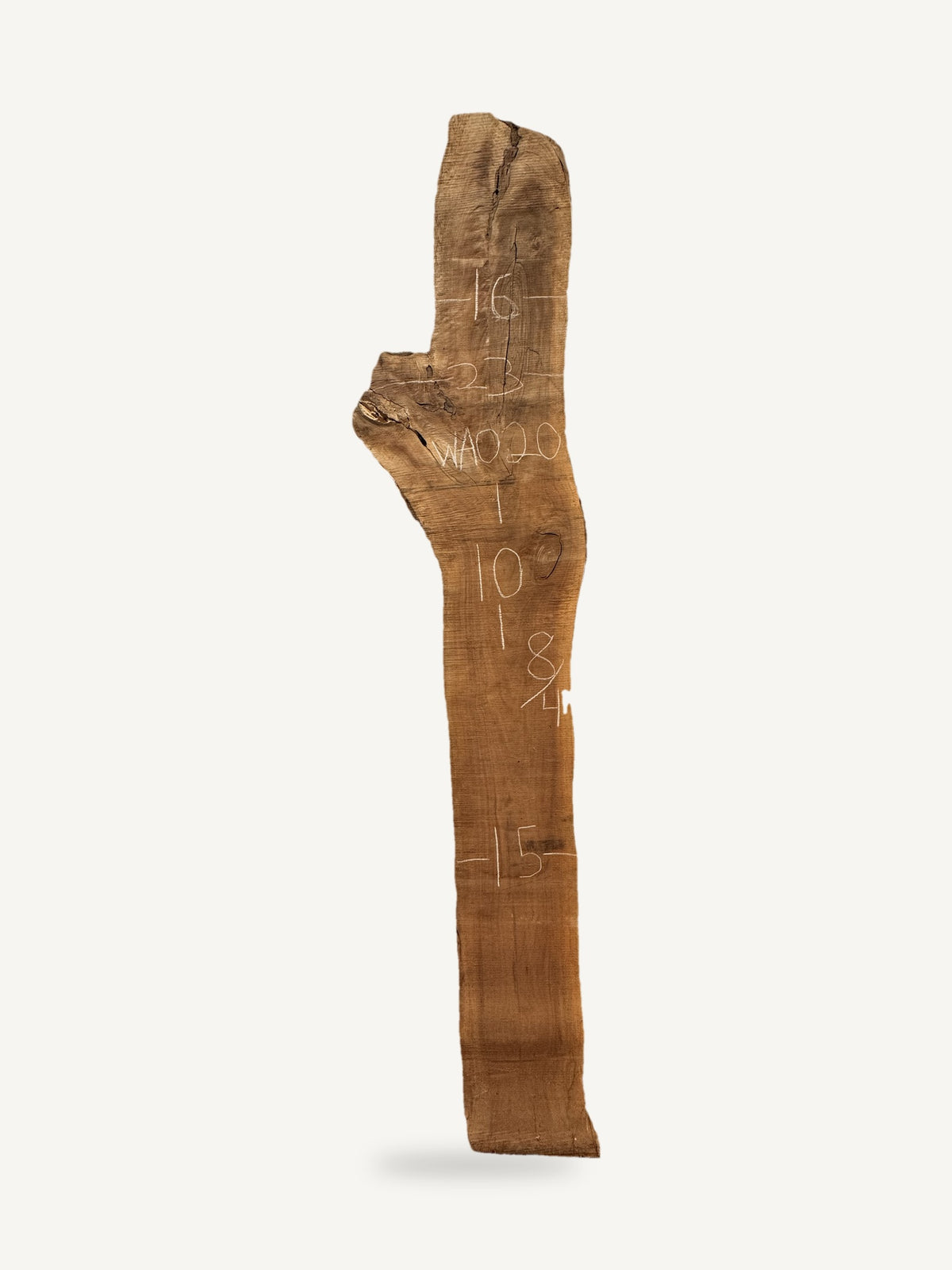 Black walnut live edge slab WA020, back face with chalked dimensions
