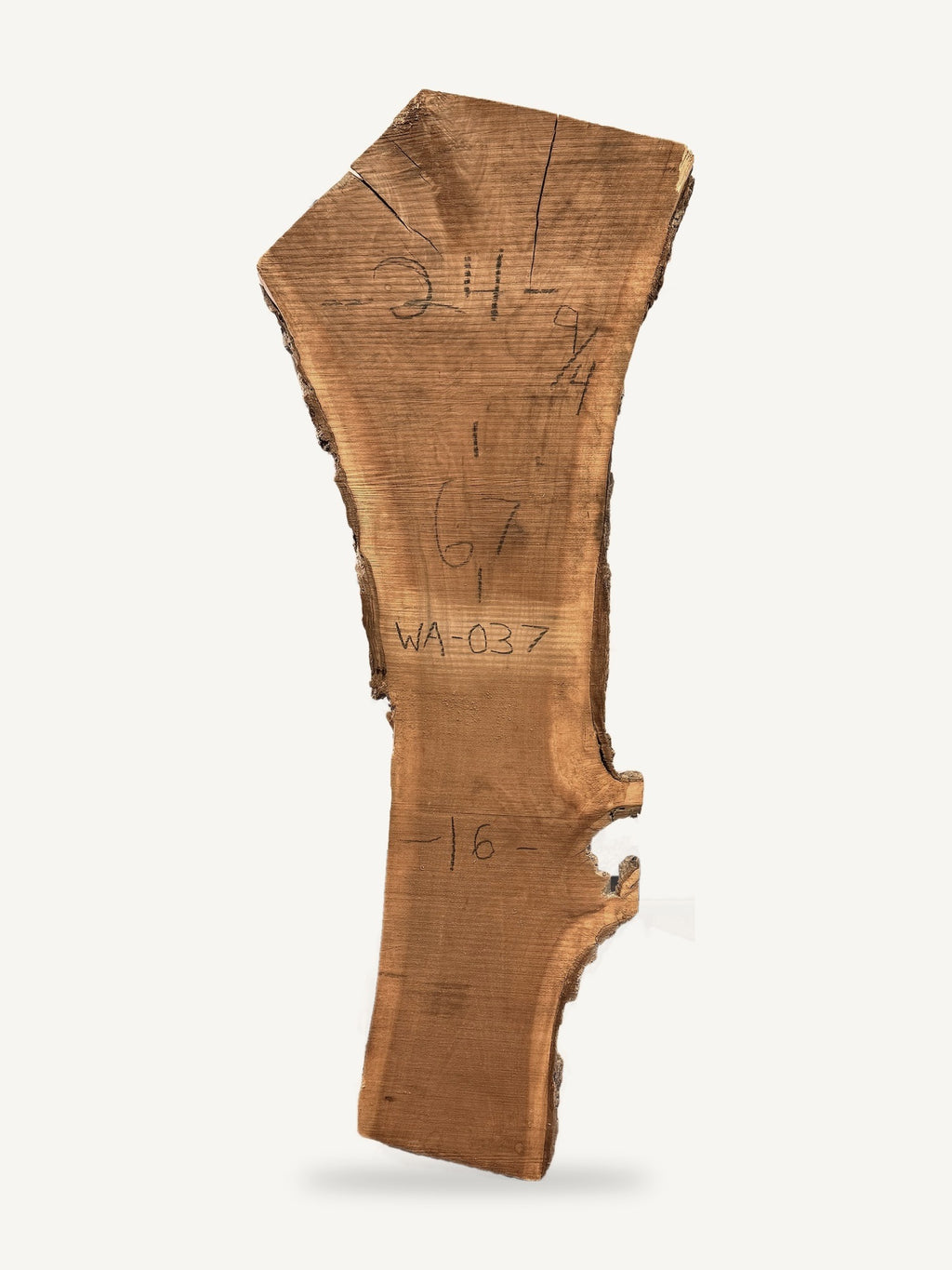 Black walnut live edge slab WA037, back face with chalked dimensions