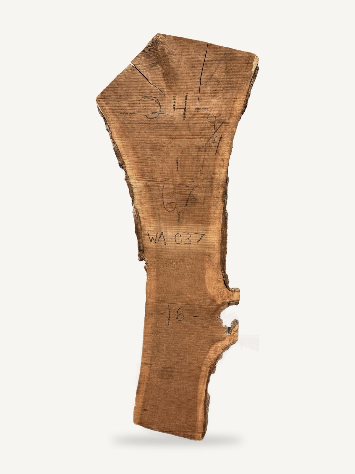 Black walnut live edge slab WA037, back face with chalked dimensions