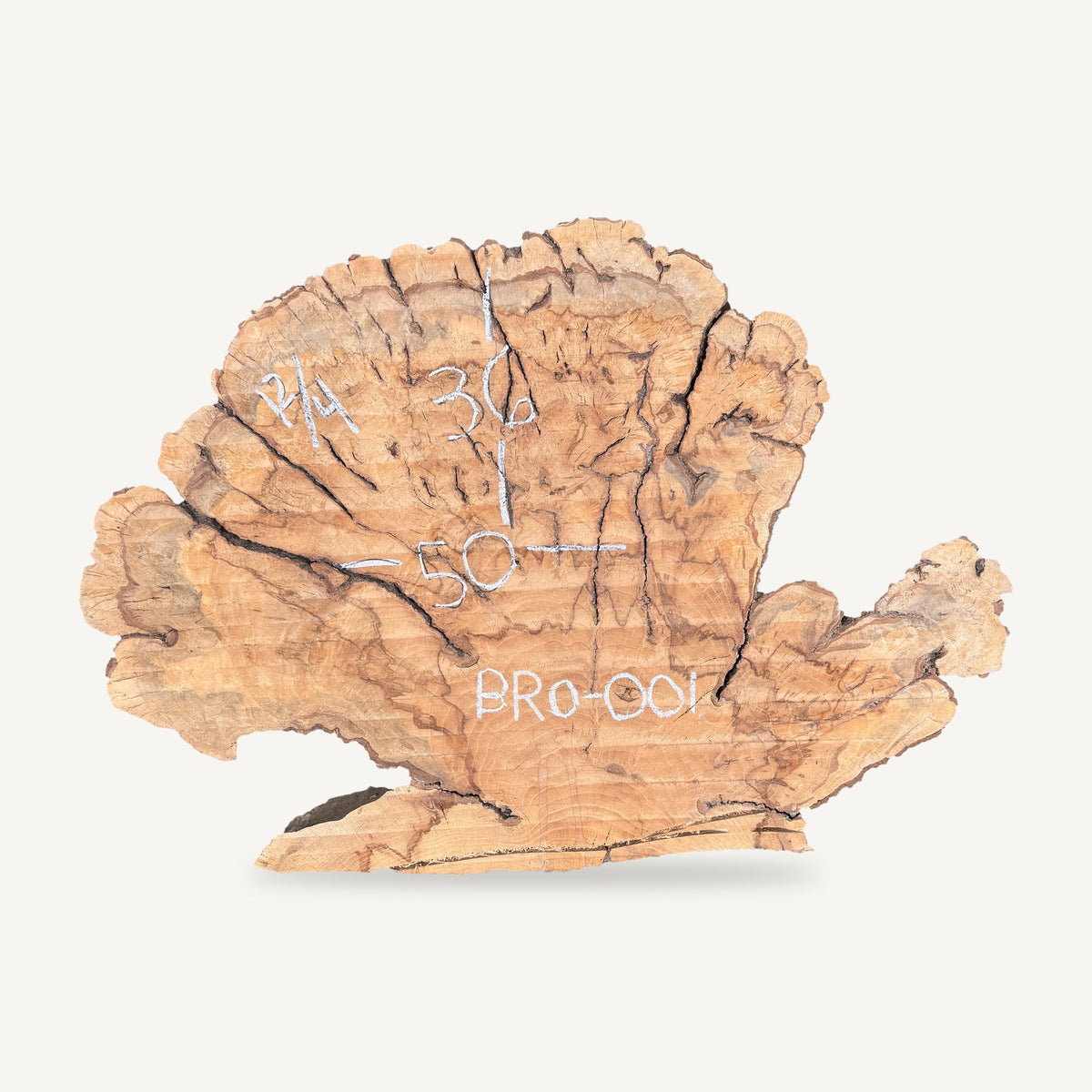 Burl Red Oak Cookie BRO-001 - 50in L x 36in W x 3in T