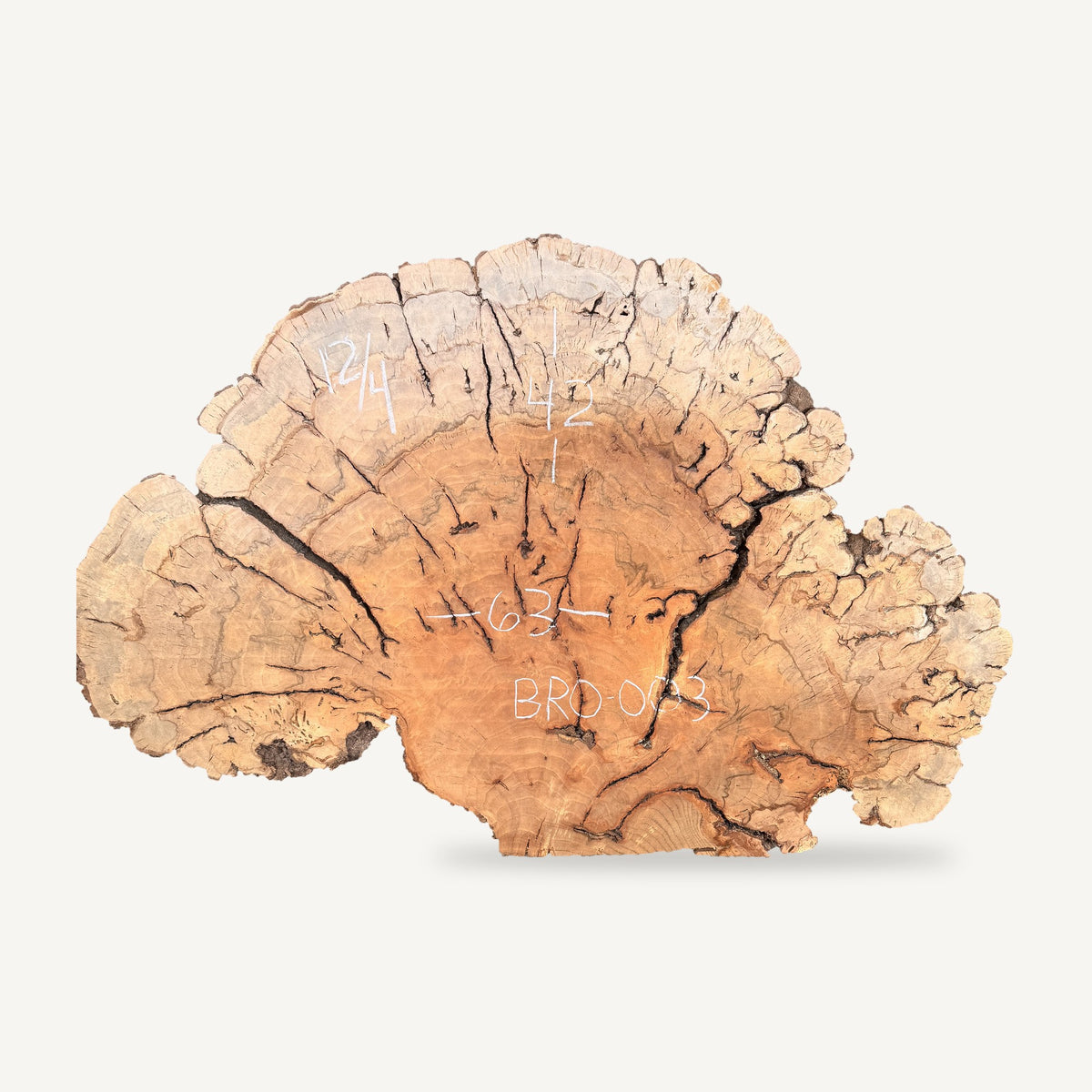 Burl Red Oak Cookie BRO-003 - 63in L x 42in W x 3in T
