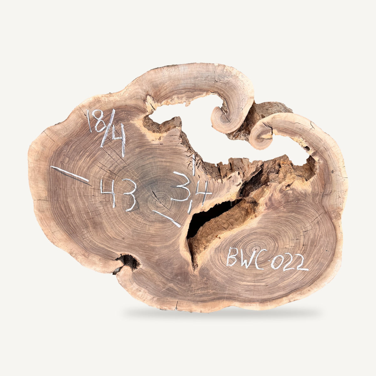 Black Walnut Cookie BWC-022 - 43in L x 34in W x 4.5in T