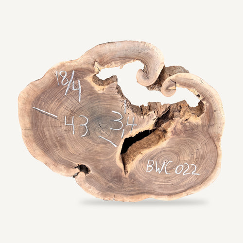 Black Walnut Cookie BWC-022, front face with dimensions
